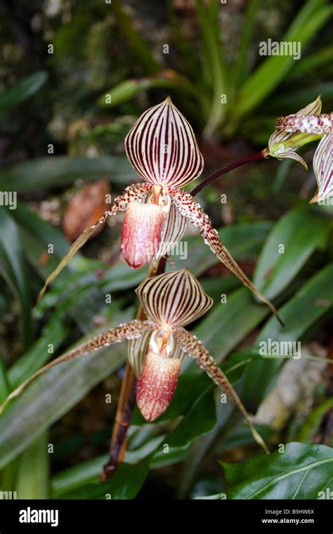 Die Pantoffel Orchideen